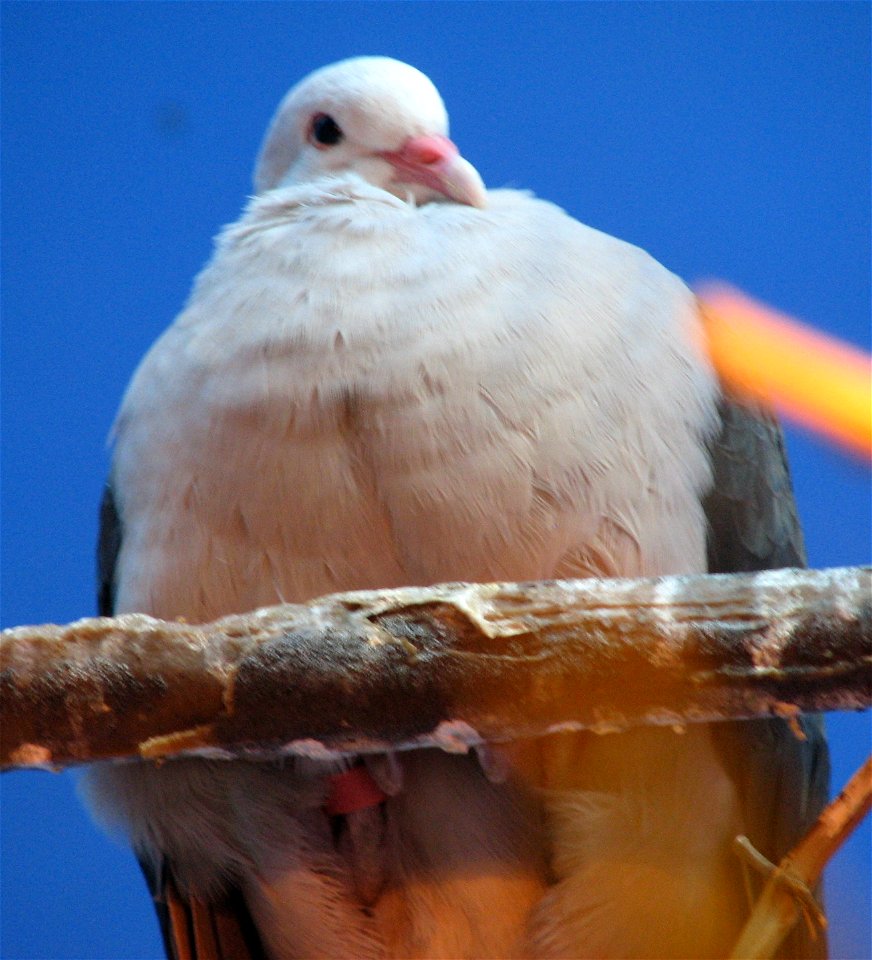 Columba mayeri - Pink Pigeon