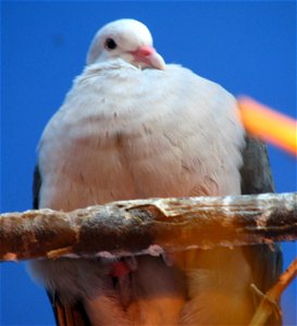 Columba mayeri - Pink Pigeon