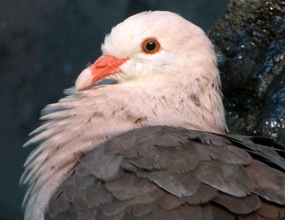 Mauritius Pink Pigeon - Columba mayeri