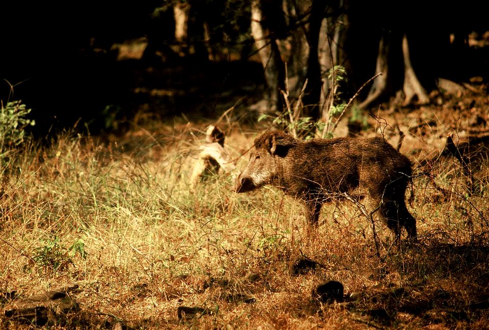 Wild boar at Ranthambore National Park, India