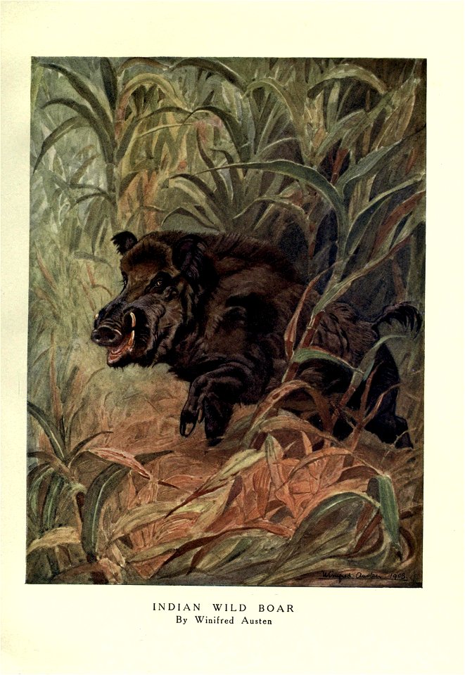 '.' 
INDIAN WILD BOAR 

By Winifred Austen