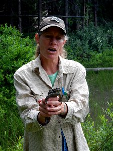 Laura Burns, a GIS specialist with the Helena and Lewis & Clark National Forests shows off a western toad (also called a boreal toad) at Heart Lake during an amphibian monitoring study with studen