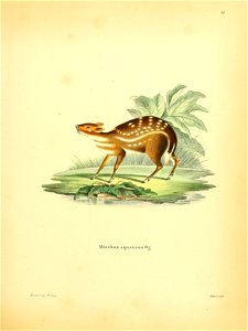 )#\ fe ; I V Moschus aquaticus 0?. Jmorßs'Uzf cMenaa. photo