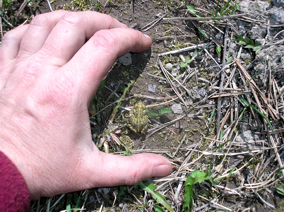 Subadult Western (Boreal) Toad (Bufo boreas), May 2009 (ahj)