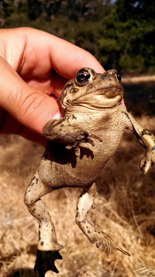 A common species occupying a wide variety of habitats, this toad can be frequently encountered during the wet season on roads or near water.