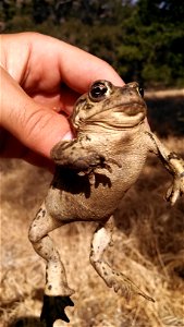 A common species occupying a wide variety of habitats, this toad can be frequently encountered during the wet season on roads or near water. photo