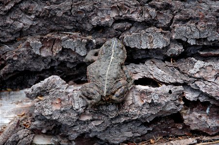 California Toad: Bufo boreas halophilus photo