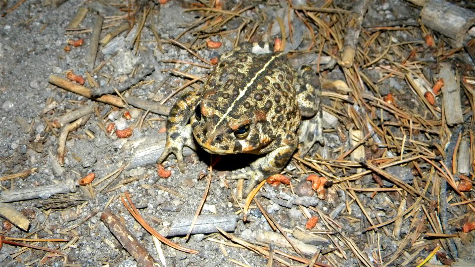 California Toad: Bufo boreas halophilus photo