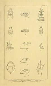 Figure from The Death Valley Expedition: A biological survey of parts of California, Nevada, Arizona, and Utah (1893) photo