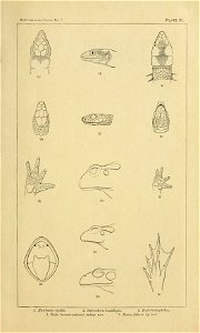 Figure from The Death Valley Expedition: A biological survey of parts of California, Nevada, Arizona, and Utah (1893)
