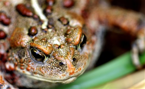 Western Toad (Anaxyrus boreas) You are free to use this image with the following photo credit: Peter Pearsall/U.S. Fish and Wildlife Service photo