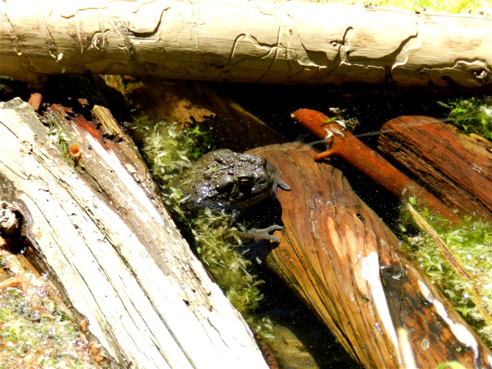 Western Toad in Trout Lake photo