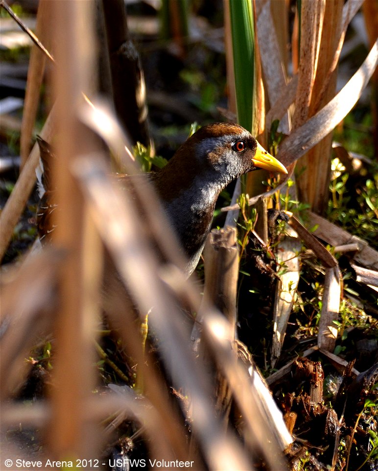 Sora at Great Meadows National Wildlife Refuge.


Credit: Steve Arena/USFWS