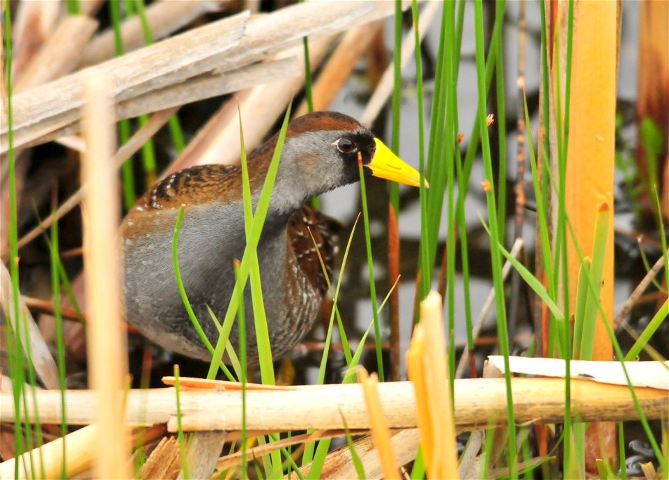 The sora is a small and secretive bird found on both Cokeville Meadows and Seedskadee NWRs.  It prefers the oxbow wetlands and developed wetland units on the Refuges.  Its distinctive descending whinn