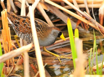 The sora is a small and secretive bird found on both Cokeville Meadows and Seedskadee NWRs.  It prefers the oxbow wetlands and developed wetland units on the Refuges.  Its distinctive descending whinn