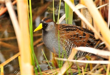 The sora is a small and secretive bird found on both Cokeville Meadows and Seedskadee NWRs.  It prefers the oxbow wetlands and developed wetland units on the Refuges.  Its distinctive descending whinn