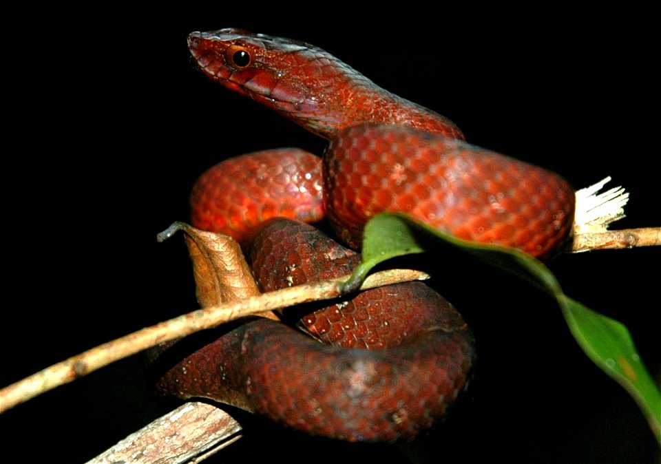 Dark-spotted mock viper (Psammodynastes pulverulentus?)