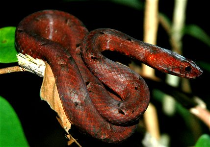 Dark-spotted mock viper (Psammodynastes pulverulentus?)