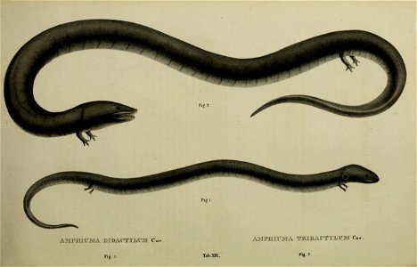 Drawings of Amphiuma means (two-toed amphiuma) on bottom and Amphiuma tridactylum (three-toed amphiuma) on top by Johann Wagler