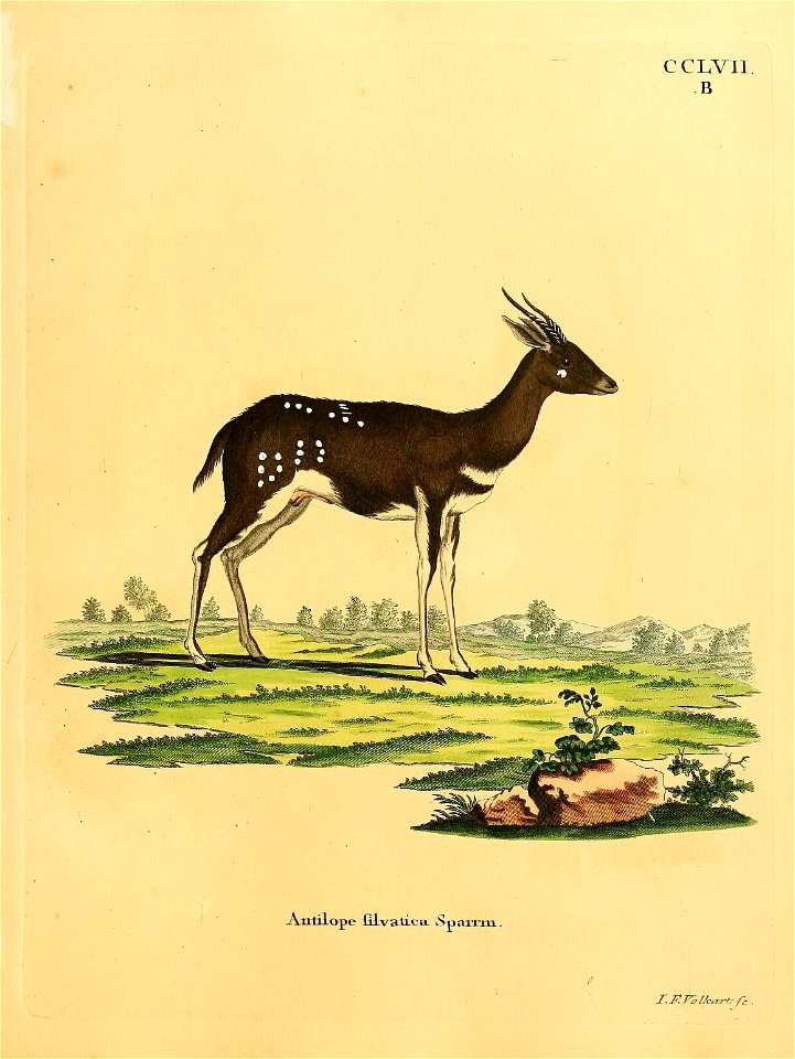 CCLVII 
B 
.Antilope filva.ti.ceL Spadcrm. 

r.HTZlßcart? fc