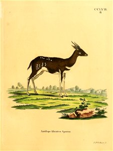 CCLVII 
B 
.Antilope filva.ti.ceL Spadcrm. 

r.HTZlßcart? fc