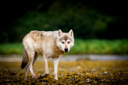 Coastal Wolf photo