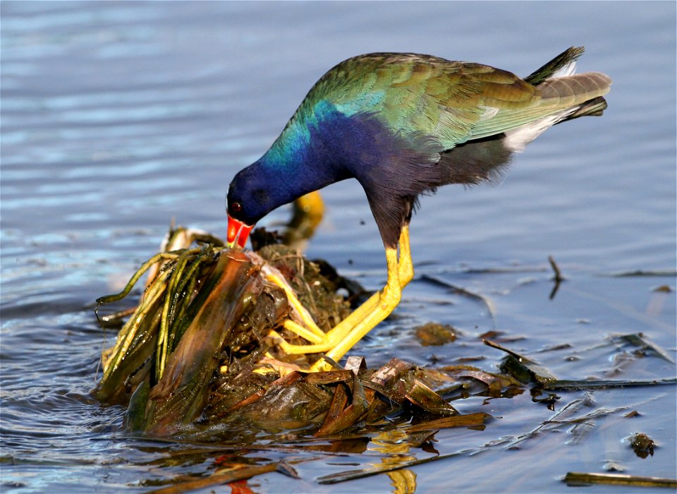 Purple gallinule (Porphyrio martinicus)