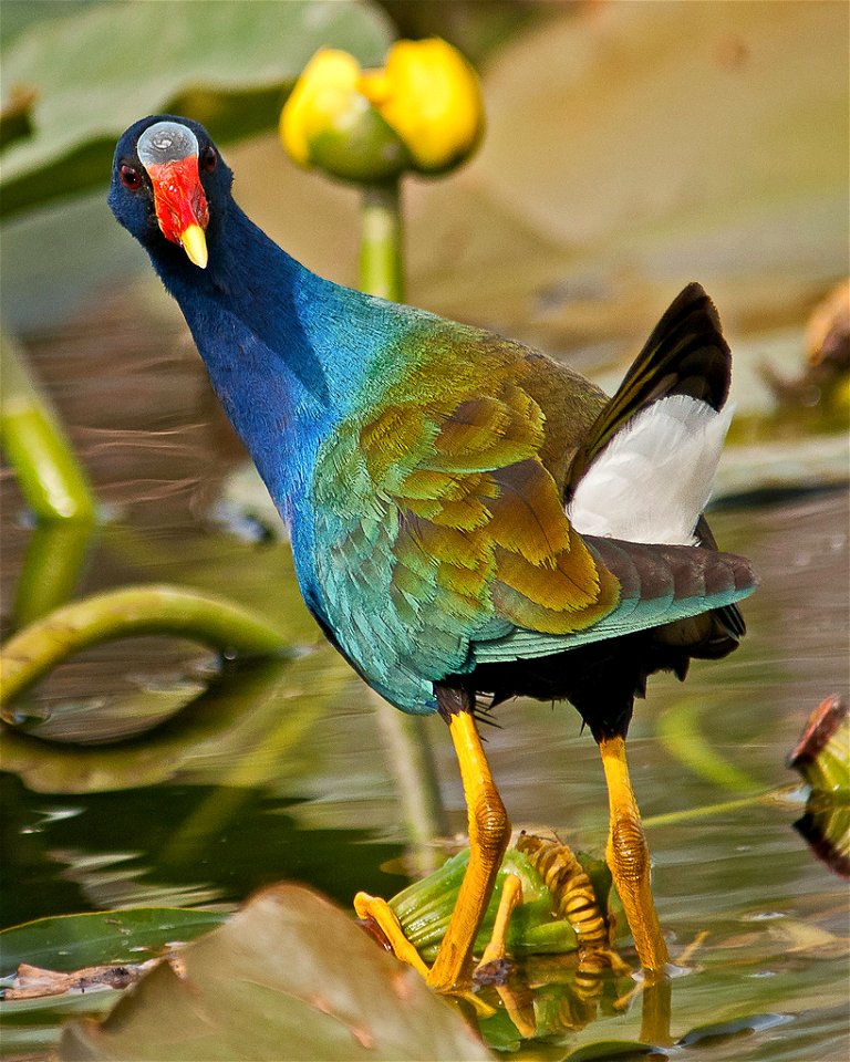 A purple gallinule picks its way among water lilies in bud at Loxahatchee National Wildlife Refuge, FL on Jan. 23, 2012

Photo: Bryan Samuel, Creative Commons