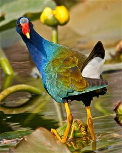 A purple gallinule picks its way among water lilies in bud at Loxahatchee National Wildlife Refuge, FL on Jan. 23, 2012

Photo: Bryan Samuel, Creative Commons
