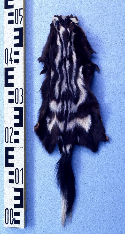Spotted skunk fur skin(Spilogale putorius). Fur skin collection, Bundes-Pelzfachschule, Frankfurt/Main, Germany