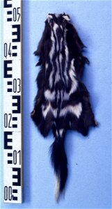 Spotted skunk fur skin(Spilogale putorius). Fur skin collection, Bundes-Pelzfachschule, Frankfurt/Main, Germany
