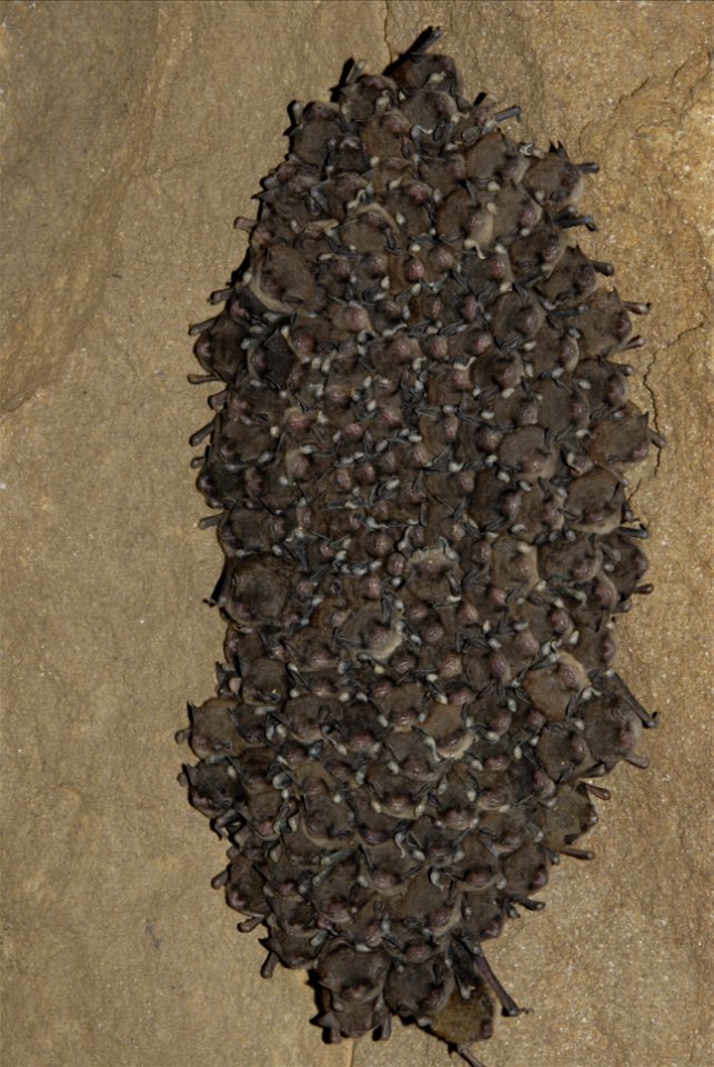 Typical Indiana bat cluster during hibernation before White-nose Syndrome was discovered and confirmed in an abandoned limestone mine on the Wayne National Forest in Lawrence County, Ohio.  Note the p
