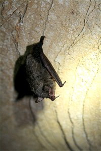 Myotis sodalis

photo credit: Ann Froschauer/USFWS