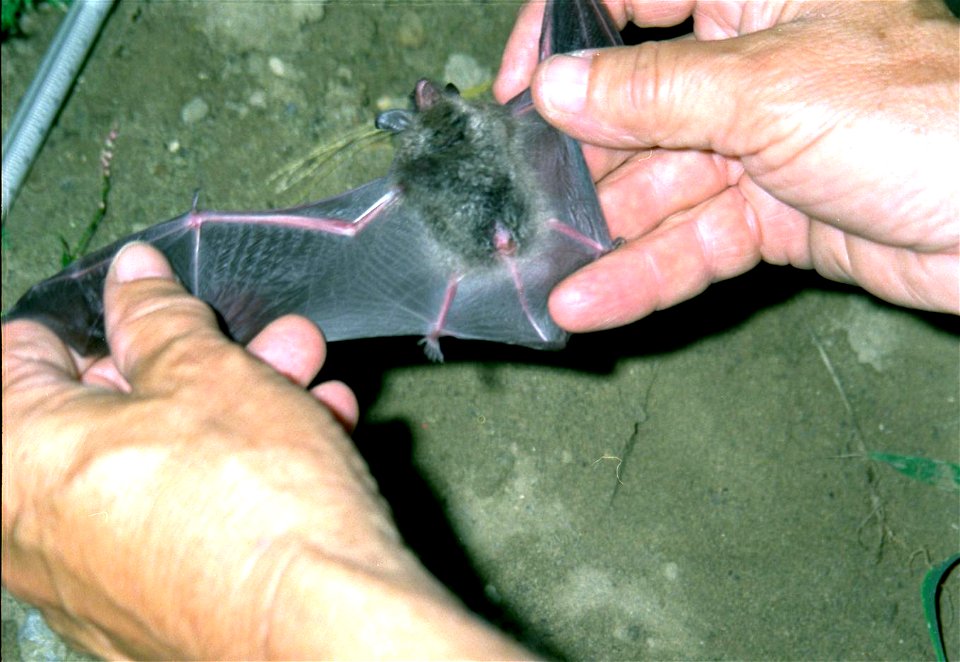 Indiana Bat is the First Federally Endangered Species Found at Fernald

For more information or additional images, please contact 202-586-5251.