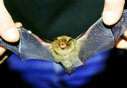 Image title: Indiana bat myotis sodalis
Image from Public domain images website, http://www.public-domain-image.com/full-image/fauna-animals-public-domain-images-pictures/bats-pictures/indiana-bat-myo
