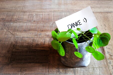 Plant pot modern