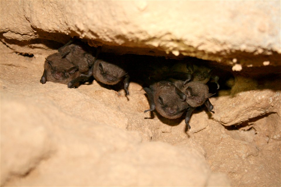Hibernating Indiana bats (Myotis sodalis)

credit USFWS/Ann Froschauer