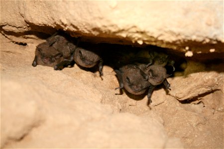 Hibernating Indiana bats (Myotis sodalis)

credit USFWS/Ann Froschauer