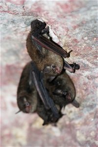 Photo by USFWS; Andrew King