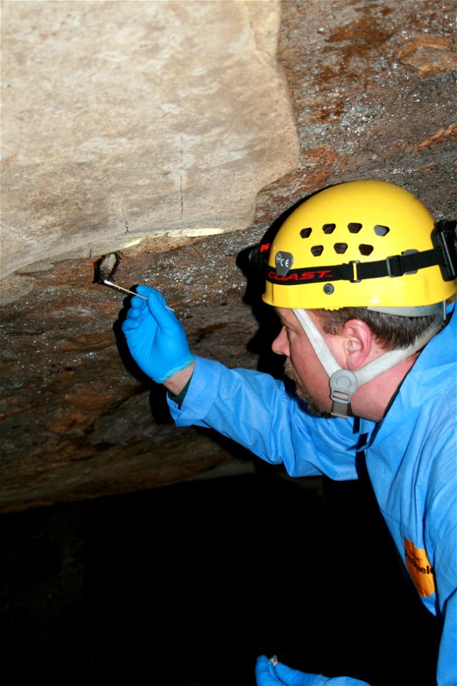 MDC biologist Tony Elliot collects research samples from a healthy Indiana bat (Myotis sodalis)

photo credit: Ann Froschauer/USFWS
