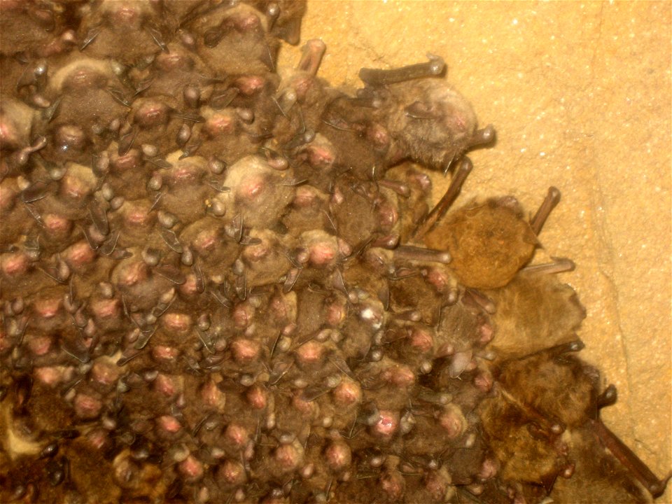 Photo of the Week - 03/31/11

Closer view of an affected Indiana bat with a classic white nose in a cluster with other Indiana bats and little brown bats. White-nose Syndrome was confirmed in an aband