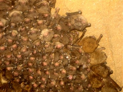 Photo of the Week - 03/31/11

Closer view of an affected Indiana bat with a classic white nose in a cluster with other Indiana bats and little brown bats. White-nose Syndrome was confirmed in an aband