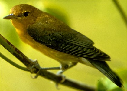 Prothonotary Warbler from US FWS photo
