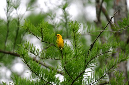 At Black Bayou Lake National Wildlife Refuge in Louisiana.
www.fws.gov/blackbayoulake/. Thank you Dendroica cerulea for identifying this bird.

Photographer: Garry Tucker, USFWS.
