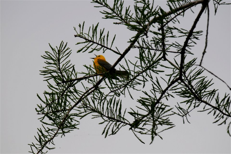 Prothonotary Warbler at Black Bayou Lake National Wildlife Refuge in Louisiana.
www.fws.gov/blackbayoulake/. Thank you Dendroica cerulea for identifying this bird.

Photographer: Garry Tucker, USFWS.