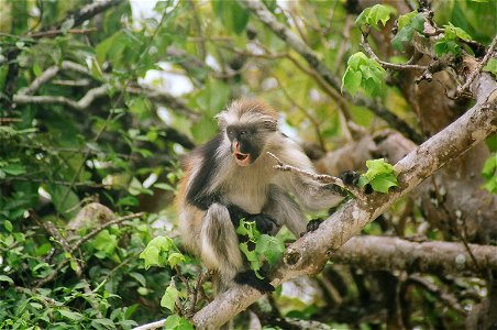 Piliocolobus kirkii.