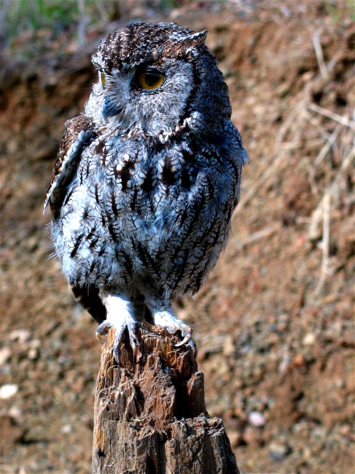 Megascops kennicottii