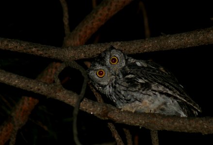 Curious Screech Owl peers down from a tree at Hunter Creek on the MiWok Ranger District of the Stanislaus National Forest. Photo taken by Alice Poulson photo