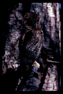 screech owl photo