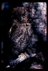 screech owl photo